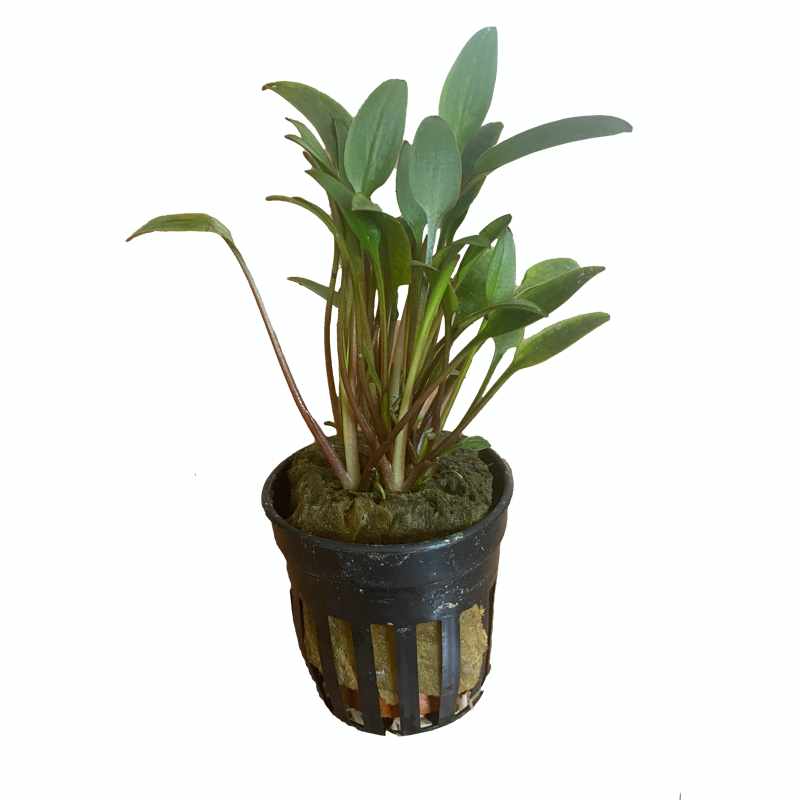 6x Cryptocoryne Lutea